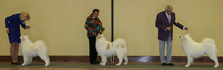 Wind cheap chaser samoyeds